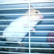 Hamster Lady gaga *død*..