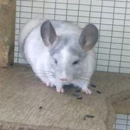 Chinchilla Mummi (Solgt)