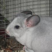 Chinchilla Mummi (Solgt)