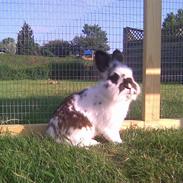 Kanin Buller - R.I.P :'(