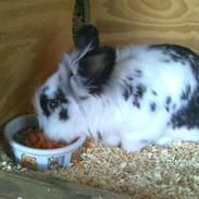 Kanin Buller - R.I.P :'(