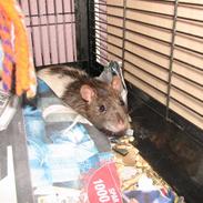 Tamrotte Basse R.I.P