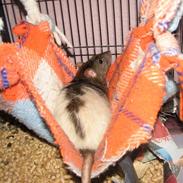 Tamrotte Basse R.I.P