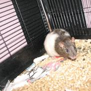 Tamrotte Basse R.I.P