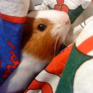 Marsvin Mollie <3