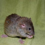 Tamrotte MJ-Rotters Amigo