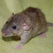 Tamrotte MJ-Rotters Amigo