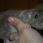 Tamrotte MJ-Rotters Amigo