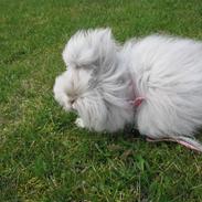 Kanin Hardis Wild one (Snebold)