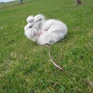 Kanin Hardis Wild one (Snebold)