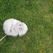 Kanin Hardis Wild one (Snebold)