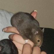 Hamster Krunk