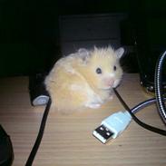 Hamster Fnuller R.I.P