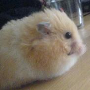 Hamster Fnuller R.I.P