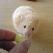 Hamster Fnuller R.I.P
