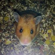 Hamster Bianca R.I.P. )-;