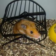 Hamster Bianca R.I.P. )-;