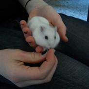 Dværghamster Emily