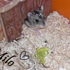 Dværghamster Milo (Tykkemusen) R.I.P