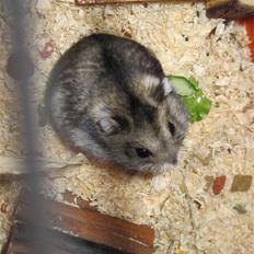 Dværghamster Milo (Tykkemusen) R.I.P