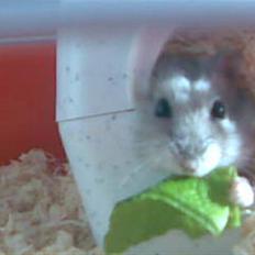 Dværghamster Rosa R.I.P