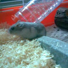 Dværghamster Rosa R.I.P