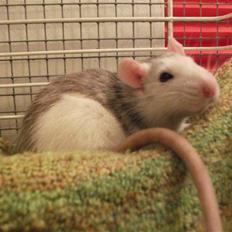 Tamrotte Ditte JUMPER (dehlight)