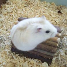 Dværghamster Pelle Prut