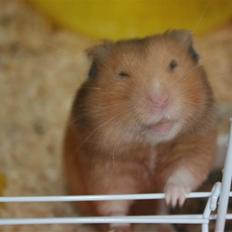 Hamster Hamtaro *RIP 8/11-2010*