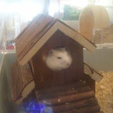 Dværghamster Pelle Prut