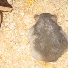 Dværghamster Stitch R.I.P