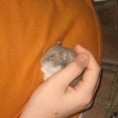 Dværghamster Stitch R.I.P