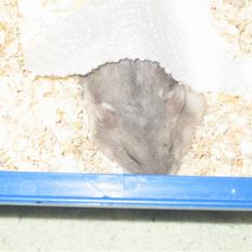 Dværghamster Stitch R.I.P