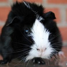 Marsvin Prinsesse Duddi