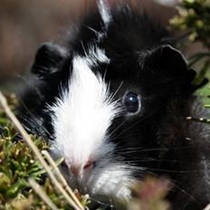 Marsvin Prinsesse Duddi