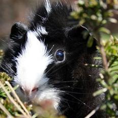 Marsvin Prinsesse Duddi