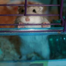 Dværghamster Muddie - givet væk *RIP*