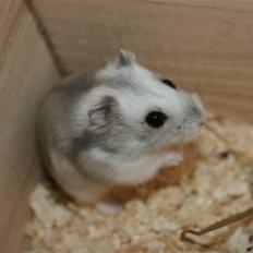 Dværghamster Muddie - givet væk *RIP*