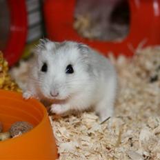Dværghamster Muddie - givet væk *RIP*