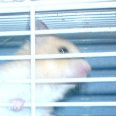 Hamster Lady gaga *død*..