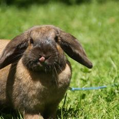 Kanin - Dværgvædder XaToos Lyra af Hønsehuset
