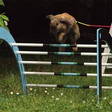 Kanin - Dværgvædder XaToos Lyra af Hønsehuset