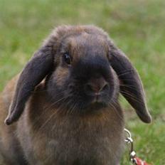 Kanin - Dværgvædder XaToos Lyra af Hønsehuset