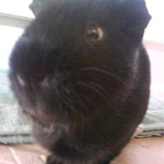 Marsvin Charly Mini Mand R.I.P