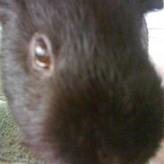 Marsvin Charly Mini Mand R.I.P