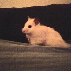 Hamster Rofus (langhåret)