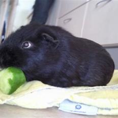 Marsvin Charly Mini Mand R.I.P