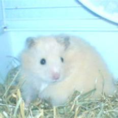 Hamster Rofus (langhåret)