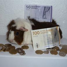 Marsvin Elmegårdens Hvirvel