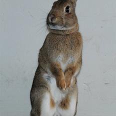 Kanin - Dværghare Dude